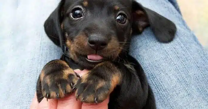amar-cachorro Enquanto você não amar um animal, sua alma estará adormecida