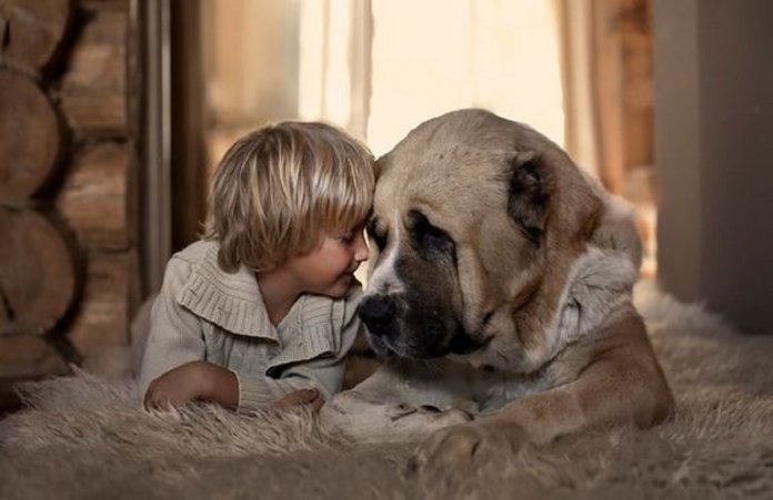 cachorro