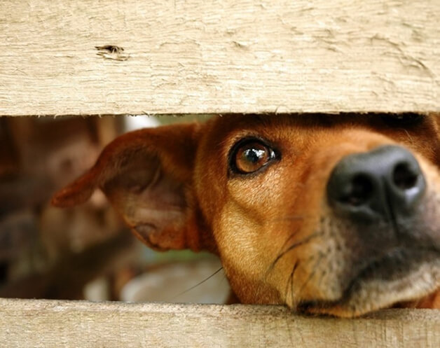 bemmaismulher.com - Holanda se torna o primeiro país sem cães abandonados. Veja como foi possível.
