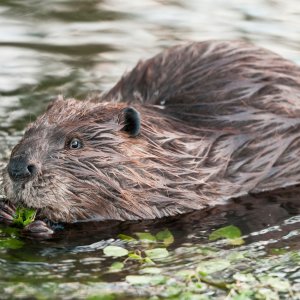 bemmaismulher.com - HORÓSCOPO XAMÂNICO: DESCUBRA O ANIMAL QUE TE REPRESENTA