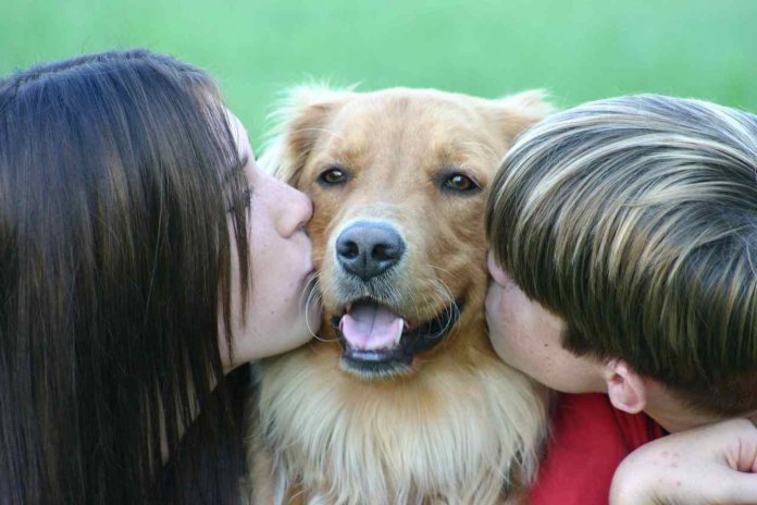 Animais de estimação que resgatam humanos: quando somos salvos por um animal