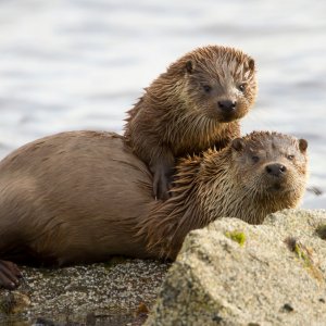 bemmaismulher.com - HORÓSCOPO XAMÂNICO: DESCUBRA O ANIMAL QUE TE REPRESENTA