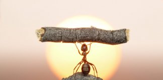 Você conhece a parábola da demissão da formiga desmotivada?
