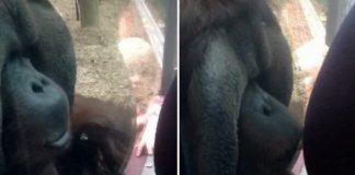Mulher mostrou a sua barriga a um orangotango fêmea. A reação do animal foi a mais adorável