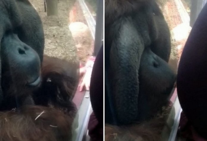 Mulher mostrou a sua barriga a um orangotango fêmea. A reação do animal foi a mais adorável