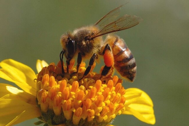 bemmaismulher.com - 10 alimentos que podem sumir da terra em pouco tempo