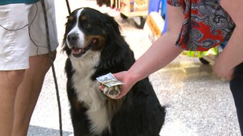 bemmaismulher.com - Cachorro solidário 'caça' bolas de golfe para ajudar cães necessitados