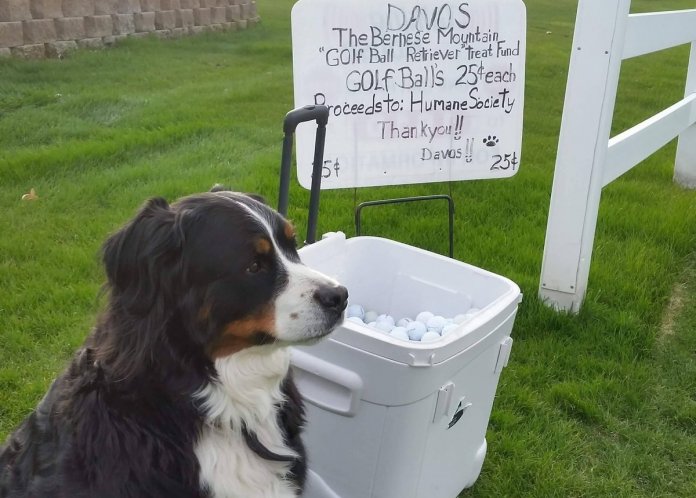 Cachorro solidário ‘caça’ bolas de golfe para ajudar cães necessitados