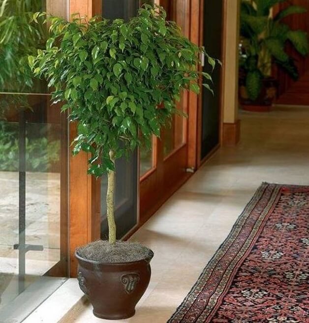 bemmaismulher.com - NASA compila lista com as melhores plantas pra limpar o ar de sua casa