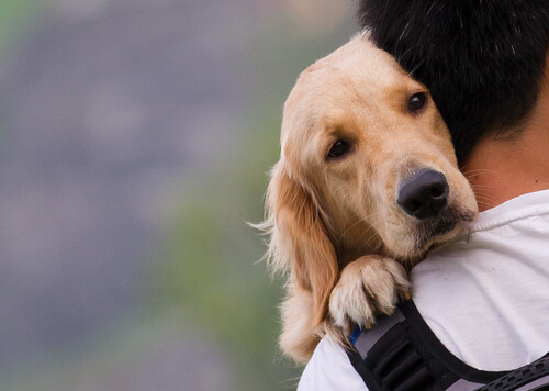 bemmaismulher.com - Estudo mostra que cães amam os donos como se fossem membros de sua família