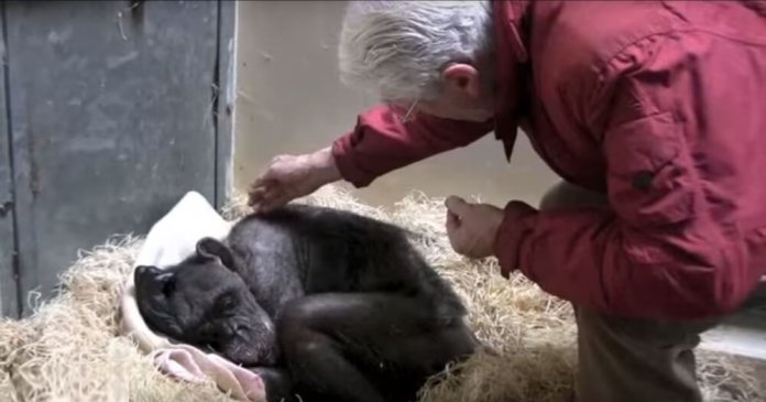 Chimpanzé idosa e doente recusava comer, até que reencontrou um velho amigo