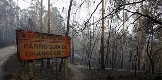 O instinto maternal sempre fala mais alto, cadela carrega a cria morta após grande incêndio.