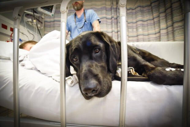 bemmaismulher.com - Mesmo em hospital cão não abandona seu dono autista