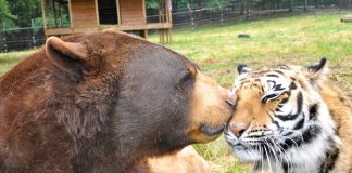 Descubra que animal você foi na vida passada