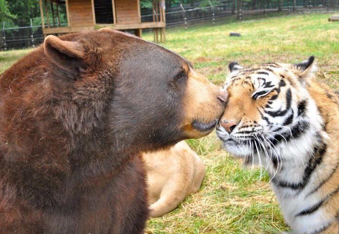 Descubra que animal você foi na vida passada