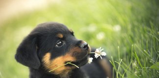 Seu cão vai te amar mais do que você mesmo