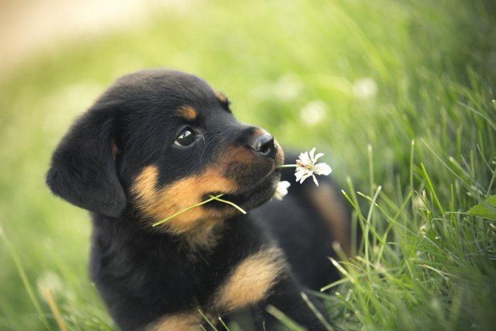 Seu cão vai te amar mais do que você mesmo