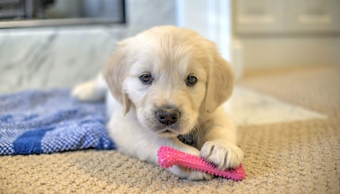 Holanda se torna o primeiro país sem cães abandonados. Veja como foi possível.