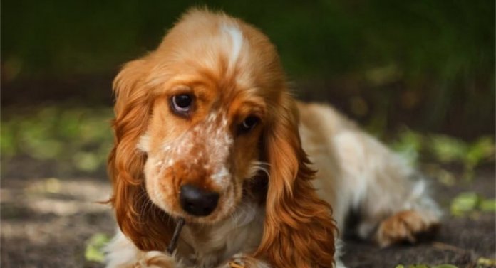 “O cachorro escuta tudo”, inclusive a sua lágrima antes de cair.