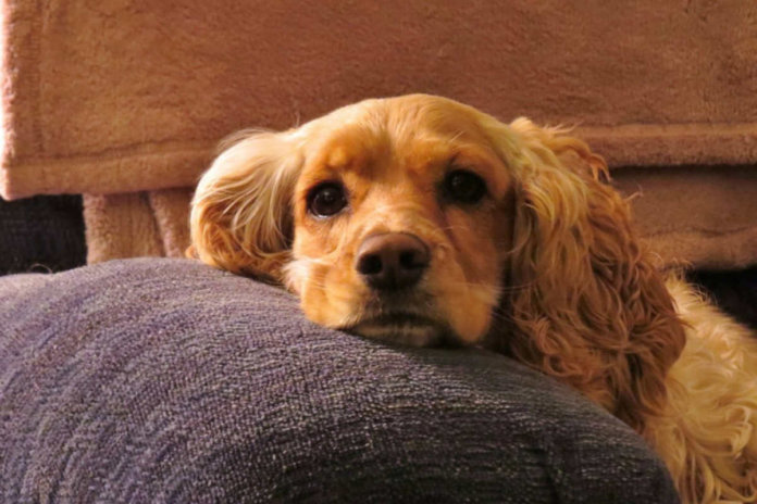 Nunca deixe um cachorro sozinho por muito tempo, pois ele sofre. E muito!