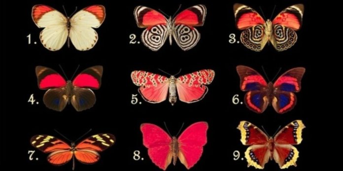Escolha uma borboleta para descobrir quais pensamentos seu subconsciente está escondendo