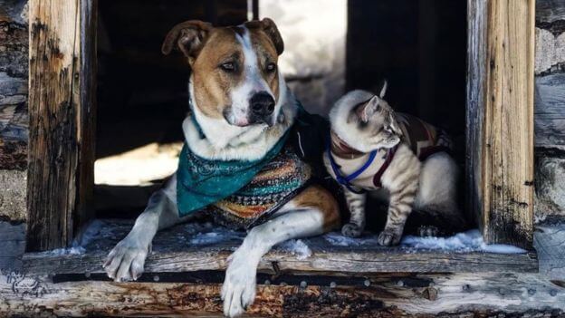 bemmaismulher.com - Esses amigos peludos vivem viajando e as fotos são muito surreais