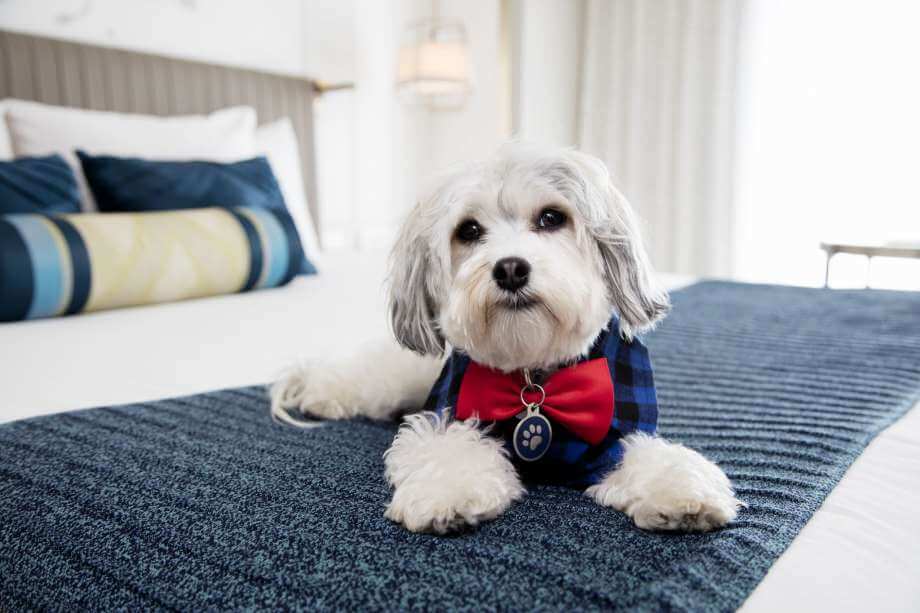 bemmaismulher.com - Hotel “contrata” SHIH TZU para recepcionar hóspedes