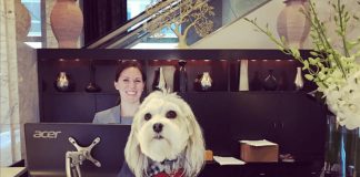 Hotel “contrata” SHIH TZU para recepcionar hóspedes