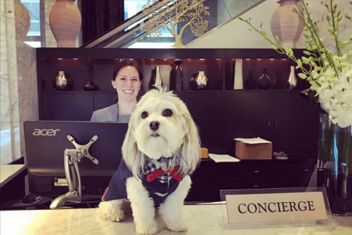 Hotel “contrata” SHIH TZU para recepcionar hóspedes