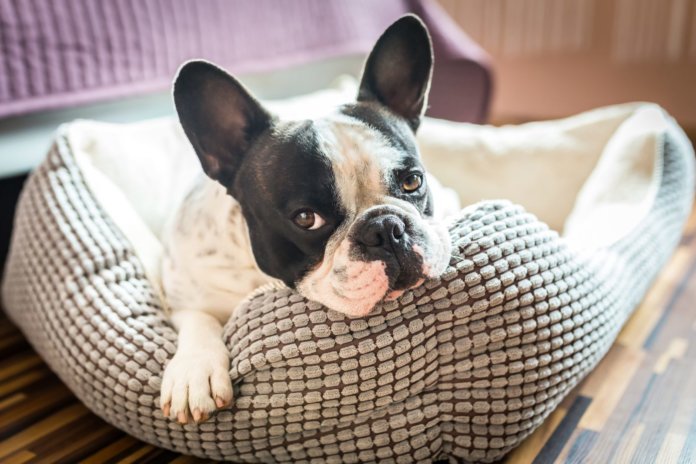 Novo medicamento poderá aumentar a expectativa de vida dos cães em até 5 anos