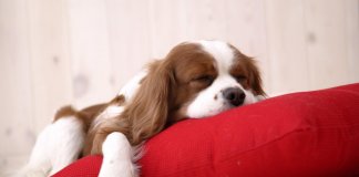 Psicóloga de Harvard explica com o que sonham os cachorros e é impossível não se emocionar