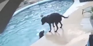Cão salta na piscina para salvar seu melhor amigo