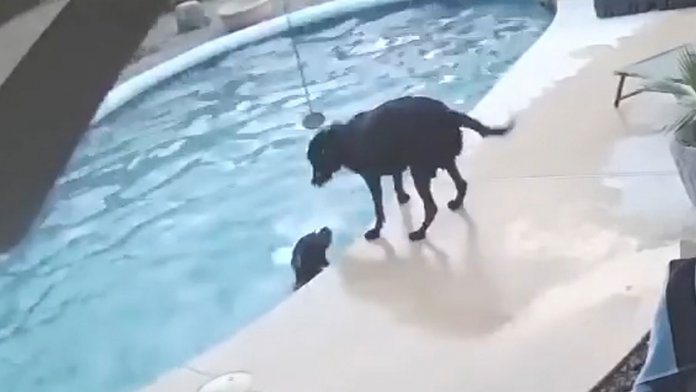 Cão salta na piscina para salvar seu melhor amigo