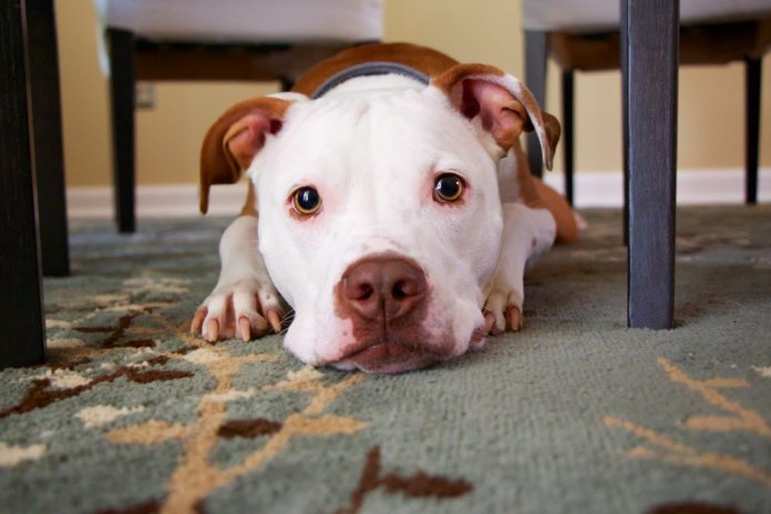 A ciência confirma: cães podem sentir se uma pessoa é má ou não