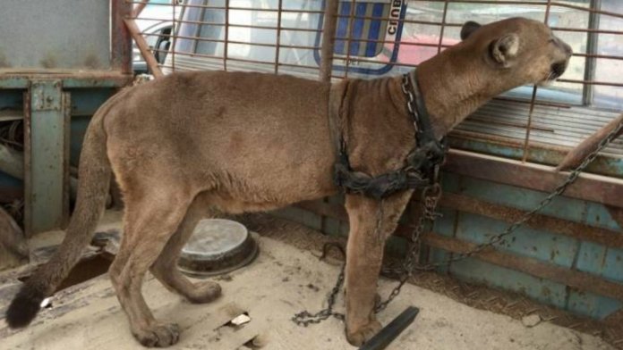 Mufasa viveu 20 anos acorrentado. Veja à reação dele quando finalmente está em liberdade