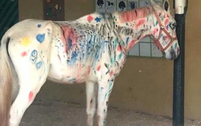 cavalo1_1