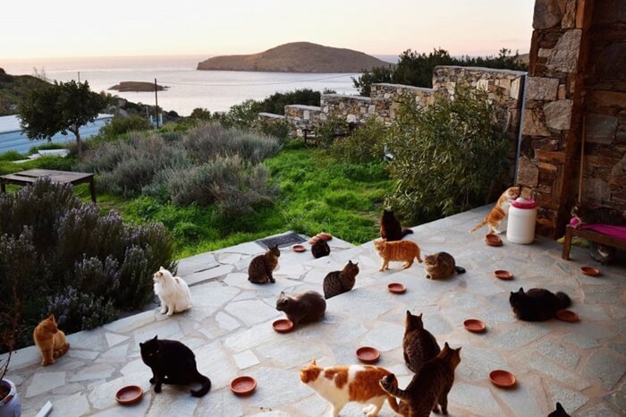 bemmaismulher.com - Moradora de ilha grega paradisíaca dá casa e salário para quem cuidar de seus gatos