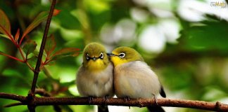 Observar pássaros pode ajudar a lidar com ansiedade e depressão, segundo estudo