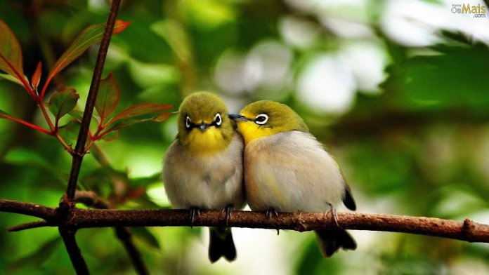 Observar pássaros pode ajudar a lidar com ansiedade e depressão, segundo estudo