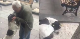 Cãozinho perdido chora ao reencontrar dono após 3 anos: assista!