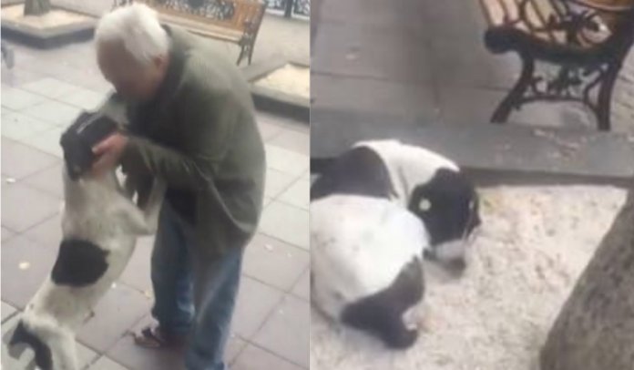 Cãozinho perdido chora ao reencontrar dono após 3 anos: assista!