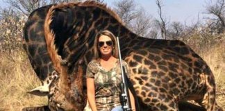 Após abater uma girafa negra muito rara, caçadora posta foto na internet e todos ficam indignados