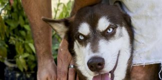 Conheça Sinatra o cão que foi encontrado a quase 1800 km de sua casa