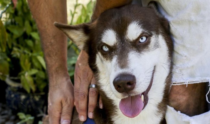 Conheça Sinatra o cão que foi encontrado a quase 1800 km de sua casa