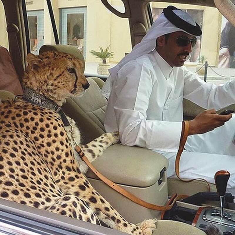 bemmaismulher.com - 20 fotos malucas que provam que Dubai é um parque de diversões para Bilionários