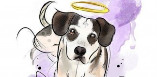 A missão espiritual que seu cão tem em sua vida
