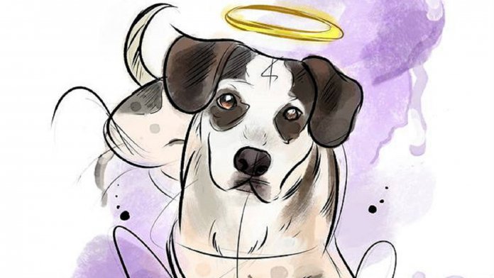 A missão espiritual que seu cão tem em sua vida