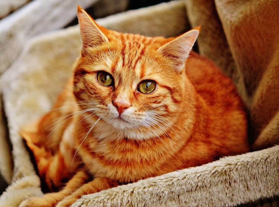 bemmaismulher.com - “O tempo gasto com gatos nunca é tempo perdido” – Sigmund Freud