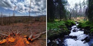 Noruega dando exemplo: O país vai apoiar empresas que se comprometerem em acabar com desmatamento