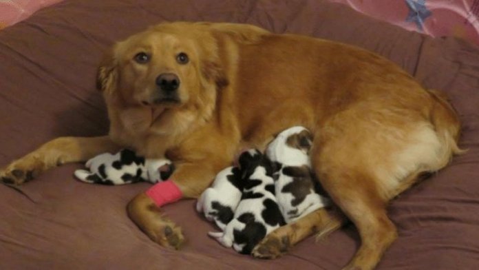 Cadela “marrom” fica muito confusa com os filhotinhos manchados, mas mesmo assim demonstra muito amor!